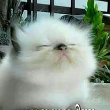 G***a