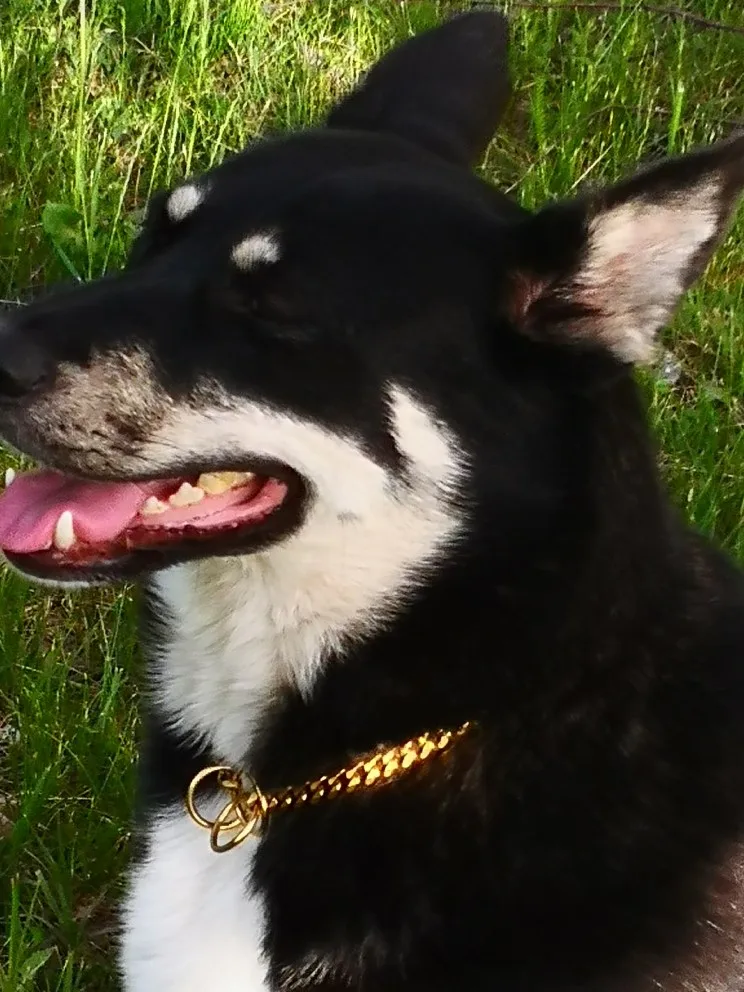 köpek tasması, zincir tasma , köpek zincir tasma, köpek boyun tasması