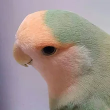 a***i