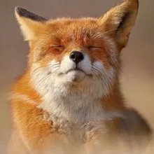 L***x