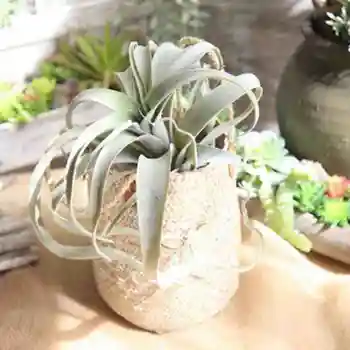 

1PC 29cm Green Air Pineapple Grass Artificial Succulet Plants Vine Hanging Leaves Rattan Fake Flower Home Garland Decor DIY