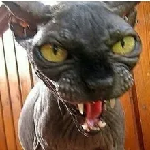 b***b