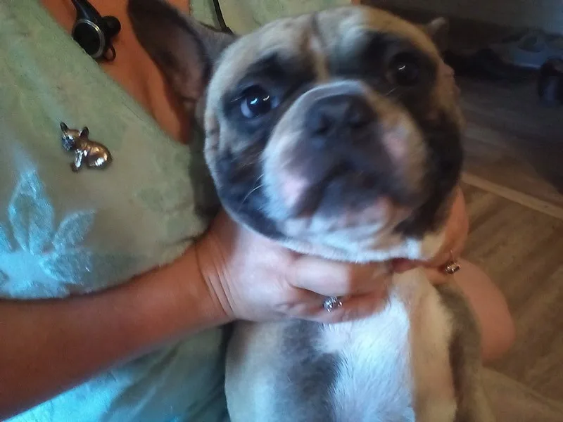 Cute Pug Dog Brooches Green Crystal Eyes Animal Corsage Pins*