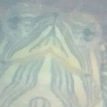 O***v
