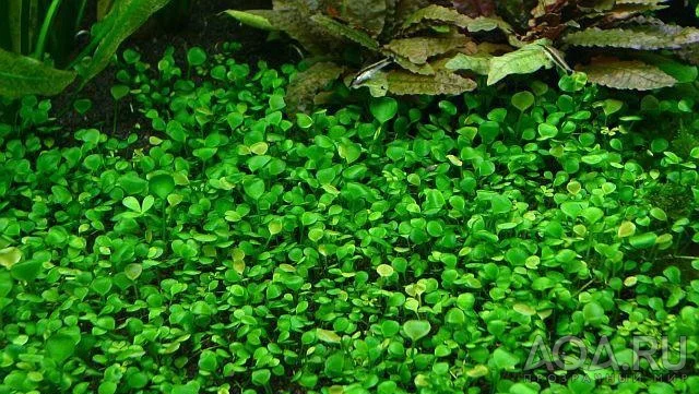 Картинка с форума