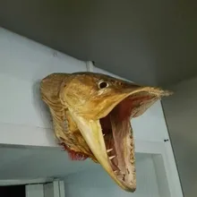 r***r