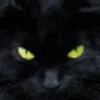 V***h