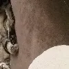 S*** 