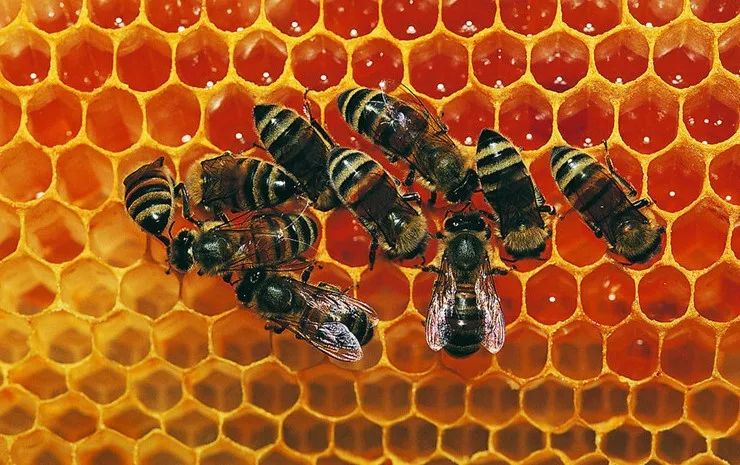 В переменного тока, 50-60 кг/час, Прямая поставка с фабрики 205*640 мм полностью автоматическая пчелиный воск фонда машина для пчеловодства