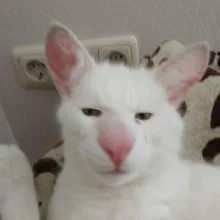 t***t