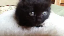 s***i