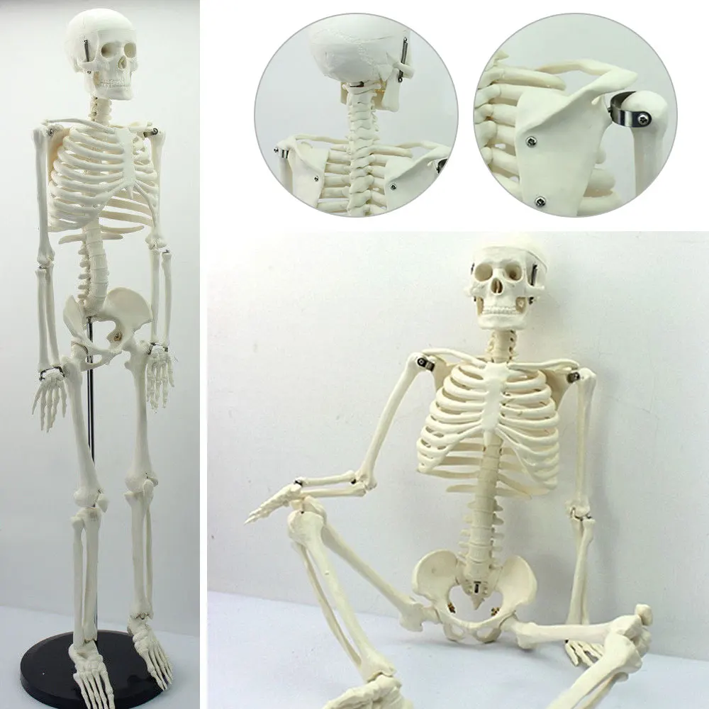 Cheap 45CM Human Anatomical Anatomy Skeleton Model Medical Wholesale Retail Poster Medical Learn Aid Anatomy human skeletal model