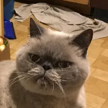 S***a