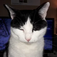 J***y