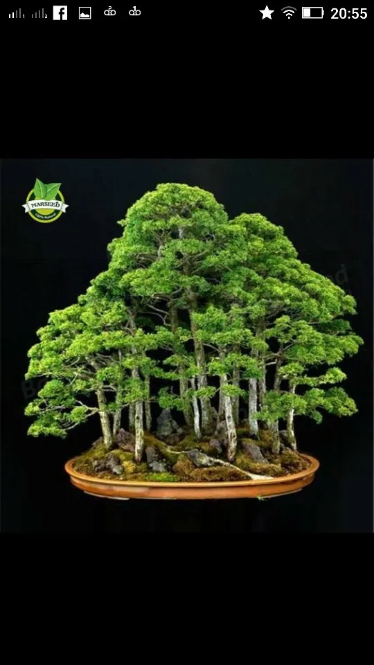 20Pcs Japanese Cedar Semillas Bonsai Seeds Rare Tree Seeds