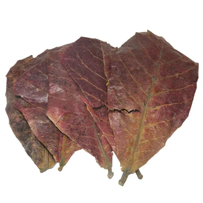 10 шт. натуральный Оливковый лист аквариумный фильтр Terminalia Catappa Foetida листья остров миндаля лист очистки рыб