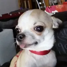A***o