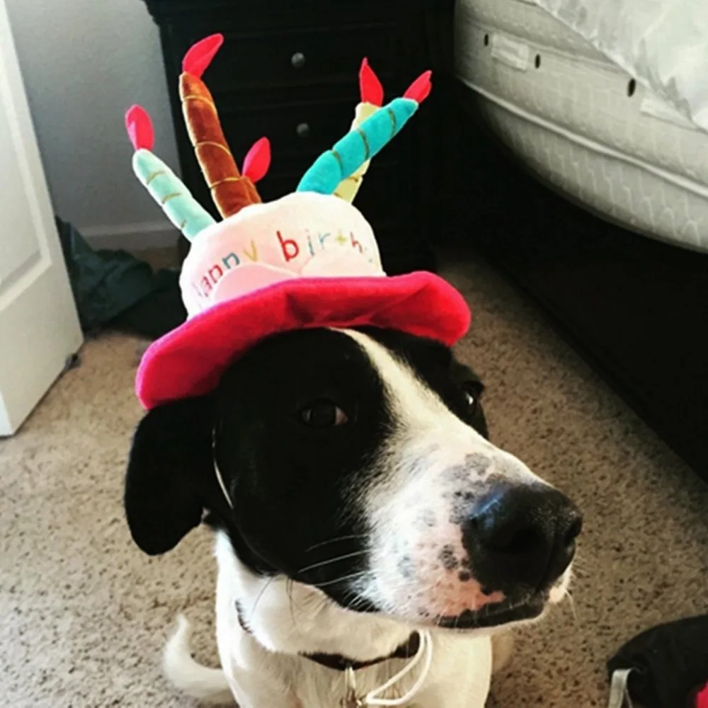 

Pet hat Pet Birthday Hat for Small Cats & Dogs, Cake & Candles Design PC024