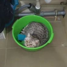 S***v