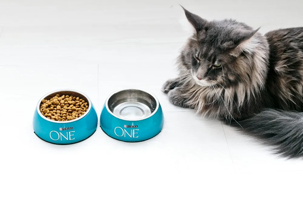 Корм для кошек Purina One, для стерилизованных кошек и котов, с лососем и пшеницей, 10 упаковок по 200 г