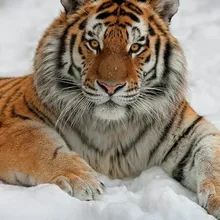 S***u