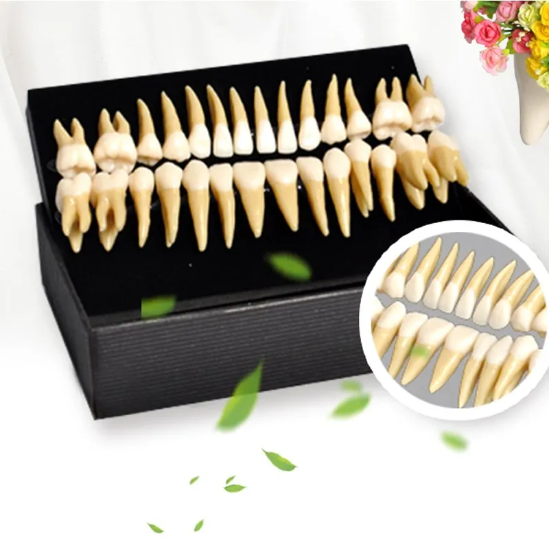 

Hot 28pcs/box 1:1 Demonstration Permanent Teeth Tooth Models Odontologia Teach Study Model Double-color Dentist Products