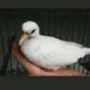 E***n