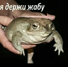 A***a