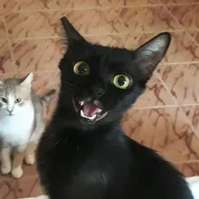 A***a