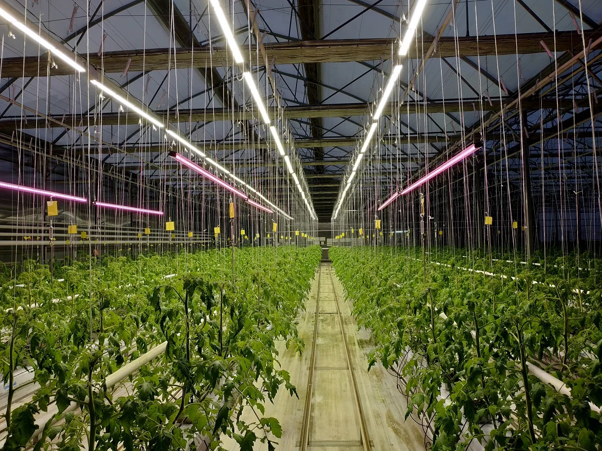 Промышленный светодиодный светильник для теплиц 150W 300W Фито лампы полный спектр для выращивания растений и рассады