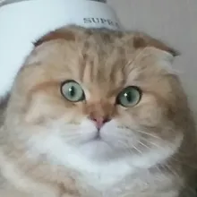 T***a