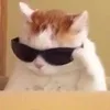 v***r