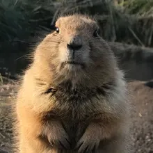J***t