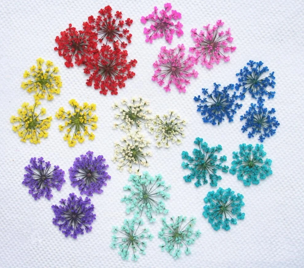 

250pcs Pressed Dried Ammi Majus Flower Dry Plants For Nail art Epoxy Resin Pendant Necklace Jewelry Making Craft DIY Accessories