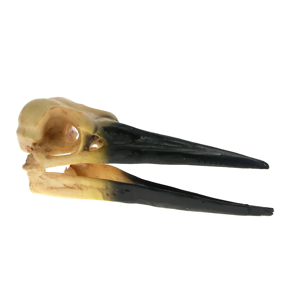 

Resin Oystercacher Bird Skull High Precision Teaching Model Bird Dinosaur Head Skeleton Craft Dino Bird Skull Figurine Sculpture