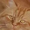 j***a