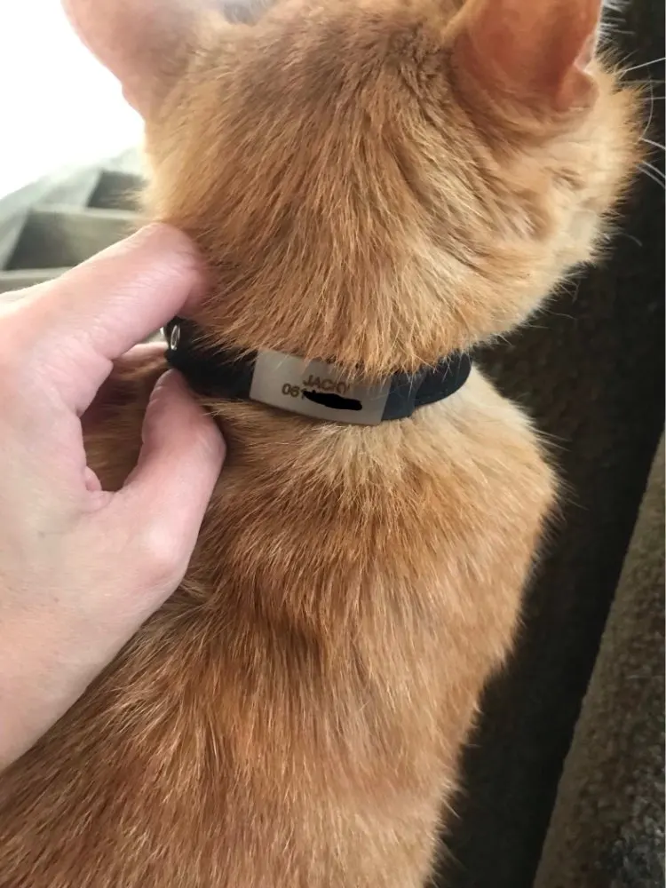 Kedi tasması hep21