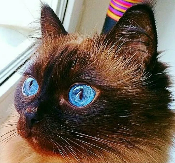 Кот например. Я кот. Задумчивый белый кот. Потерялся кот объявление. Вот я кот.