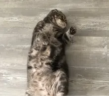 S***a