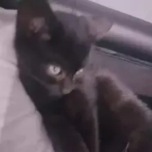 A***a