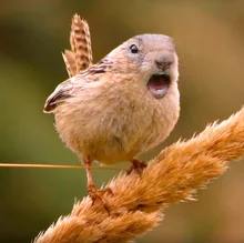 g***g