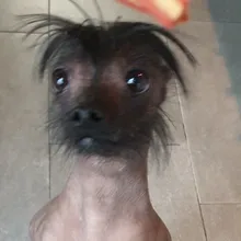c***s