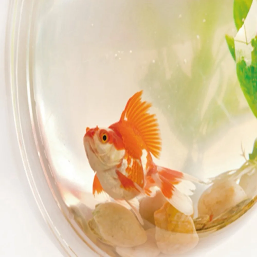 Acrylic Fish Bowl Wall Hanging Aquarium Tank Aquatic Pet Supplies Pet Products Wall Mount Fish Tank (9)