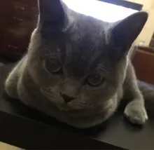 K***a