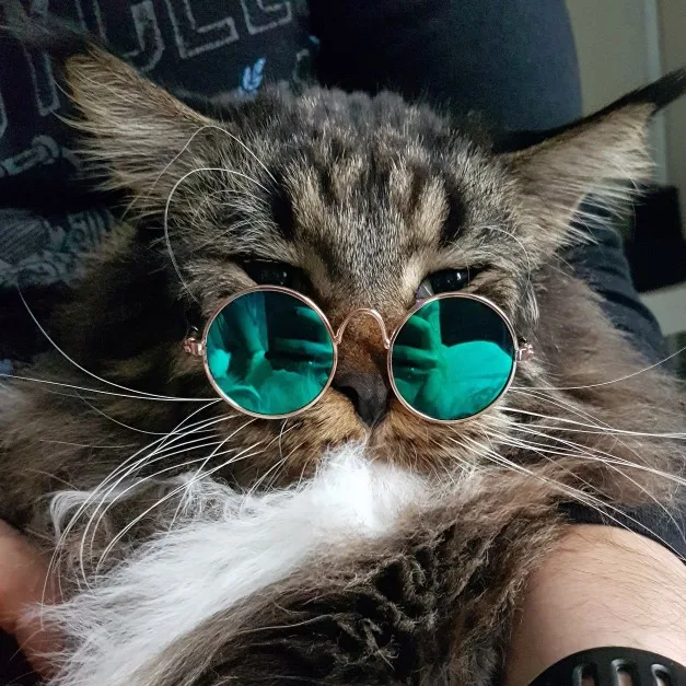 Кошка В Очках Фото