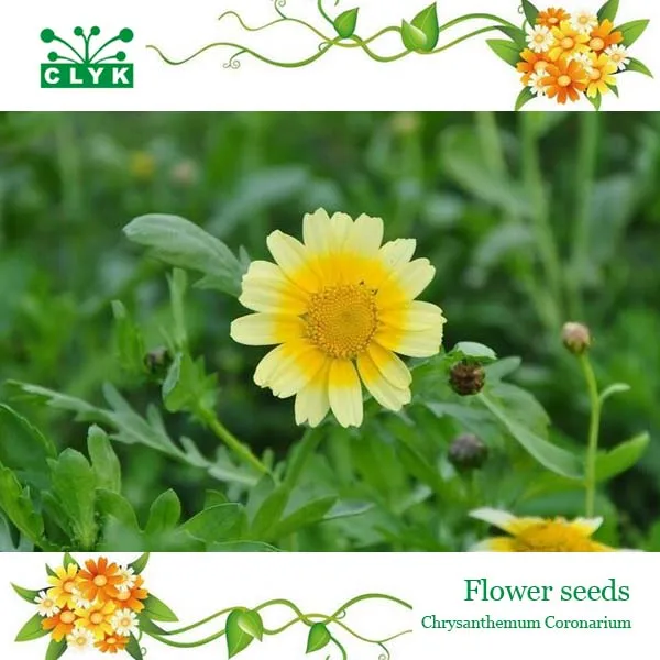 Chrysanthemum Coronarium Flower Seeds Home Garden Bonsai Flower DIY