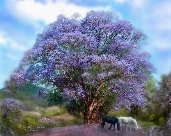 under-the-jacaranda-paint-with-diamonds-bfcm-carol-cavalaris-fall-sale-horse-june-2018_488_900x