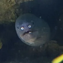 K***a