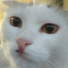 Y***a