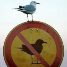M***i